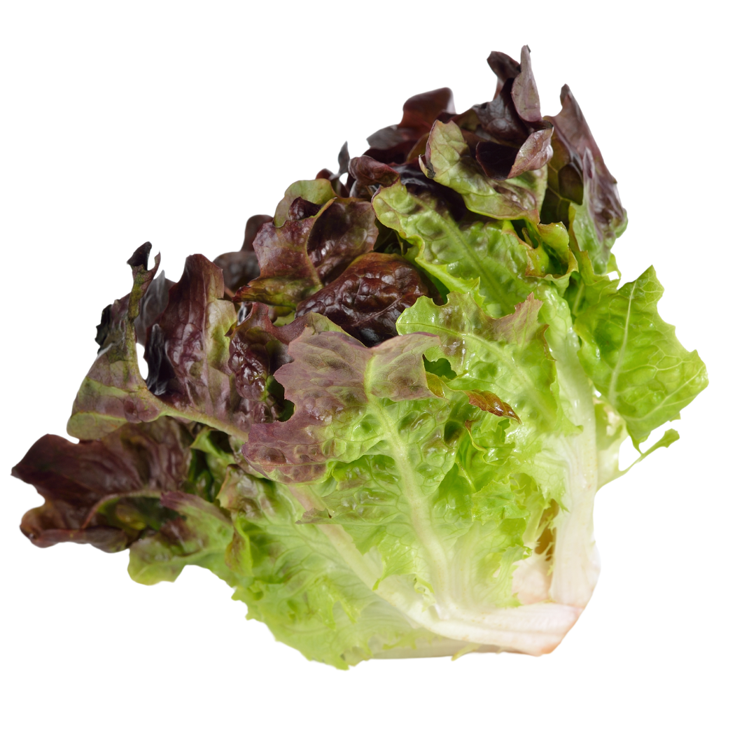 Red Oak Leaf Lettuce