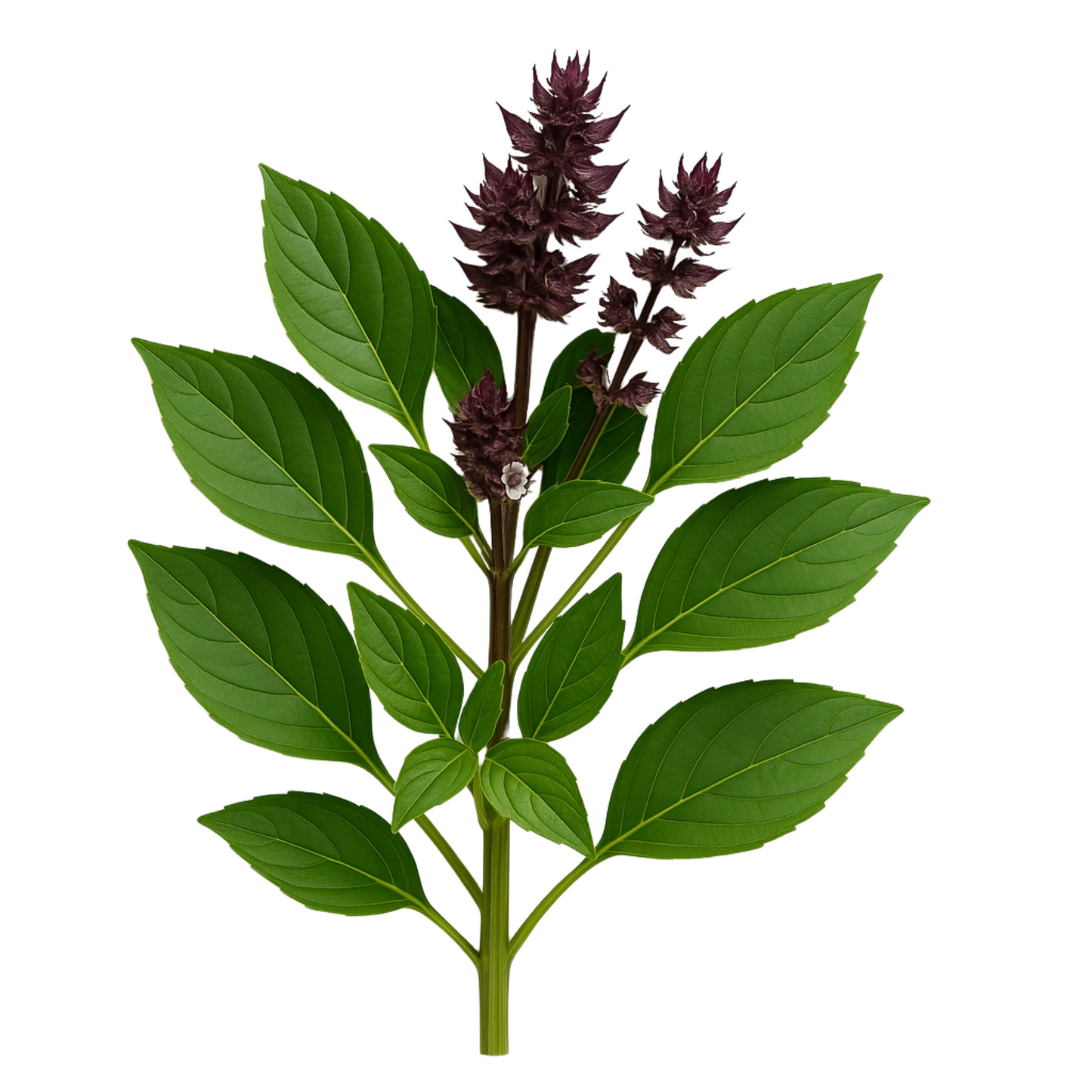 Thai Basil