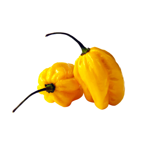 Habanero Chilli