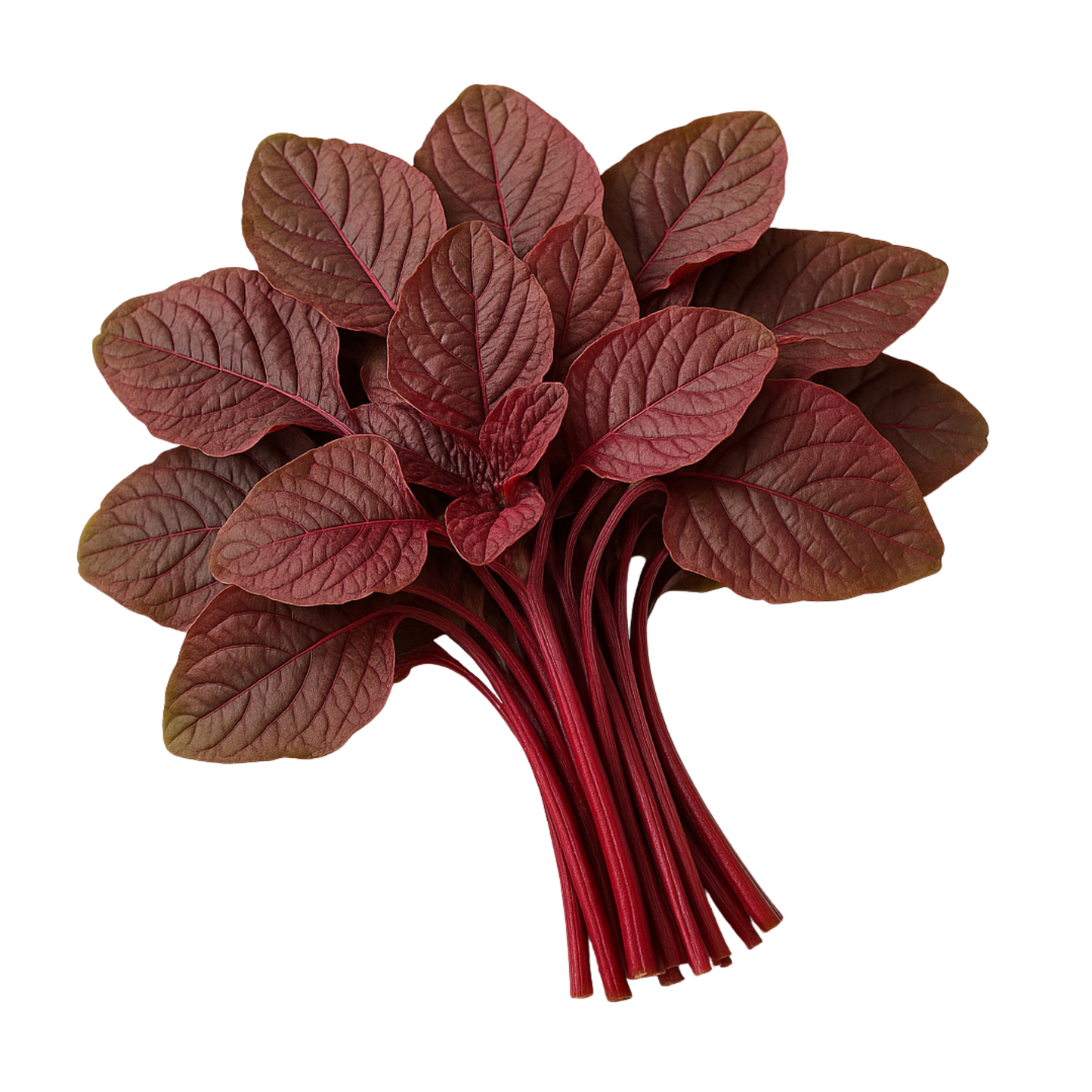 Red Amaranth Leaves