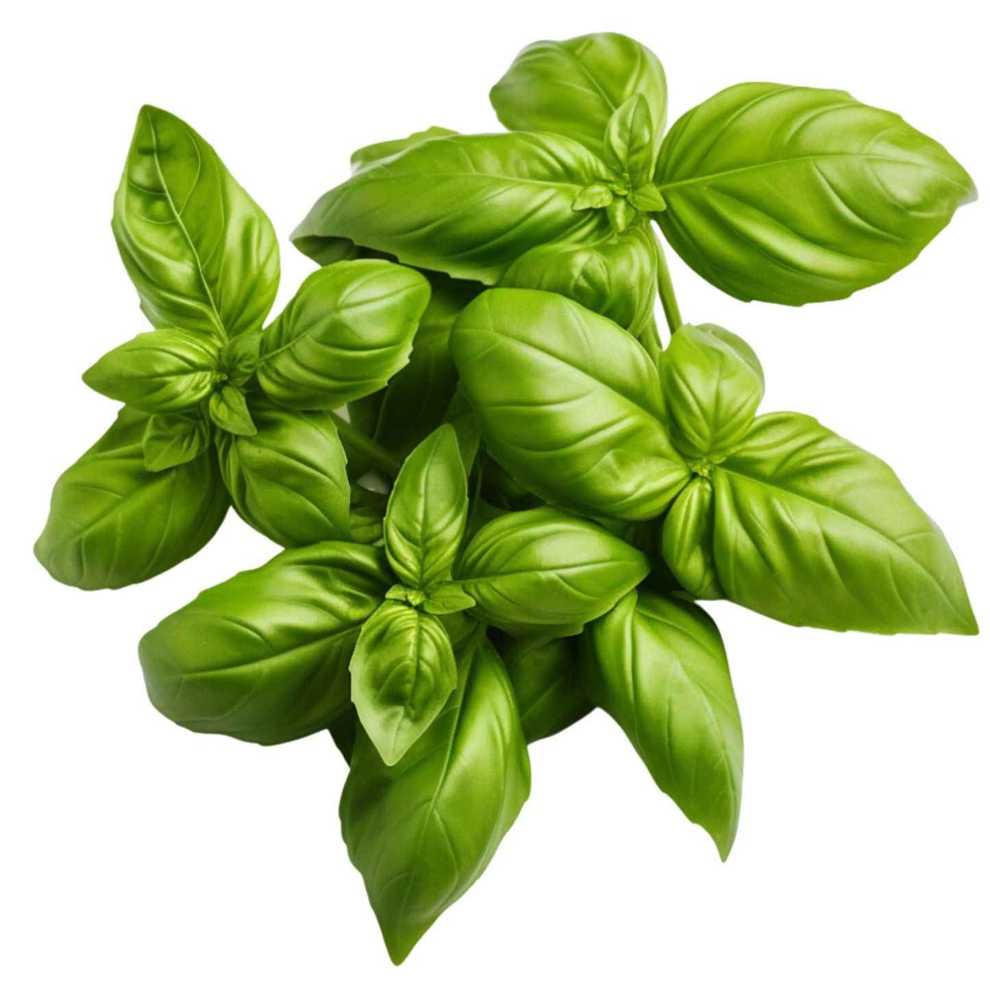 Sweet Basil 
