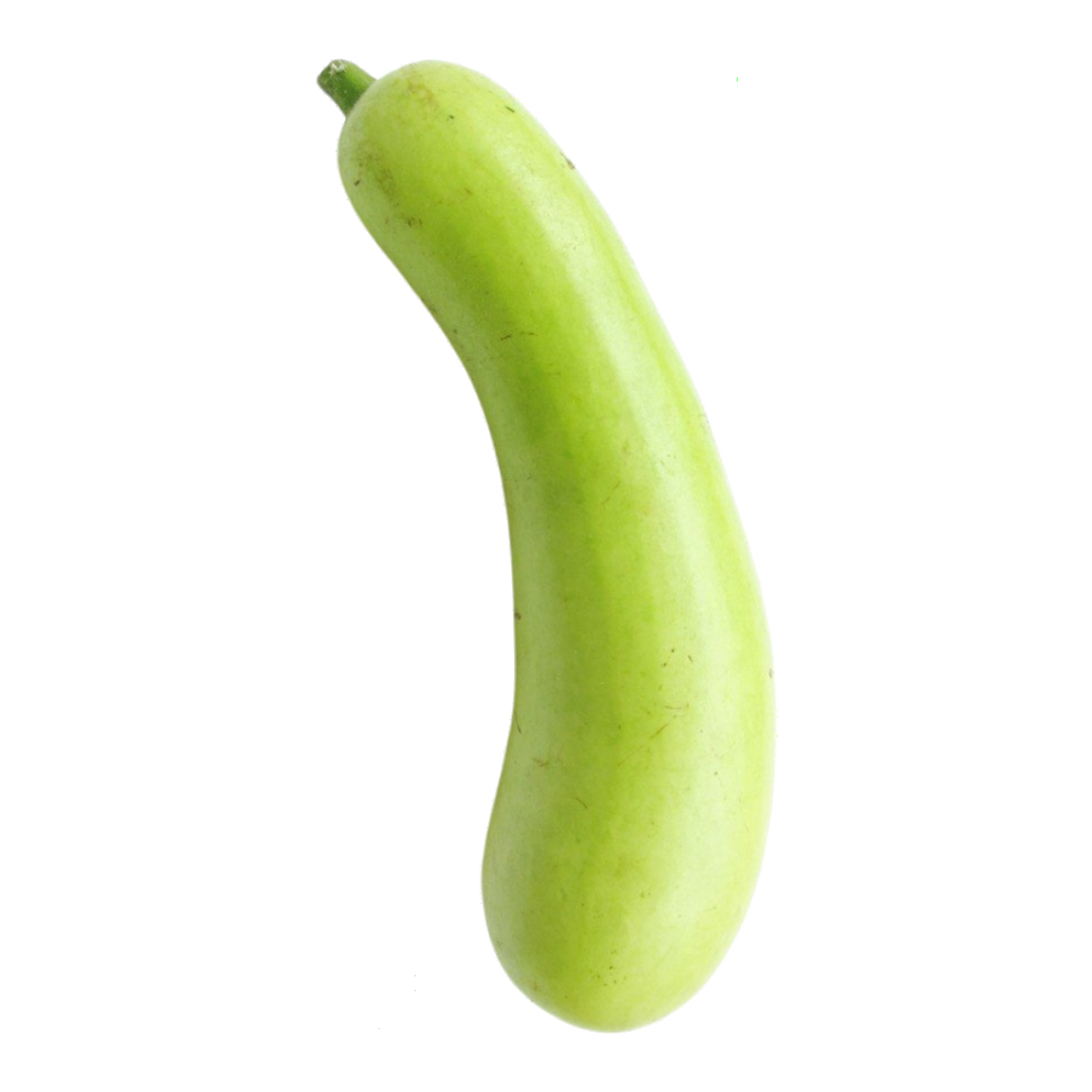 Bottle Gourd (लौकी)