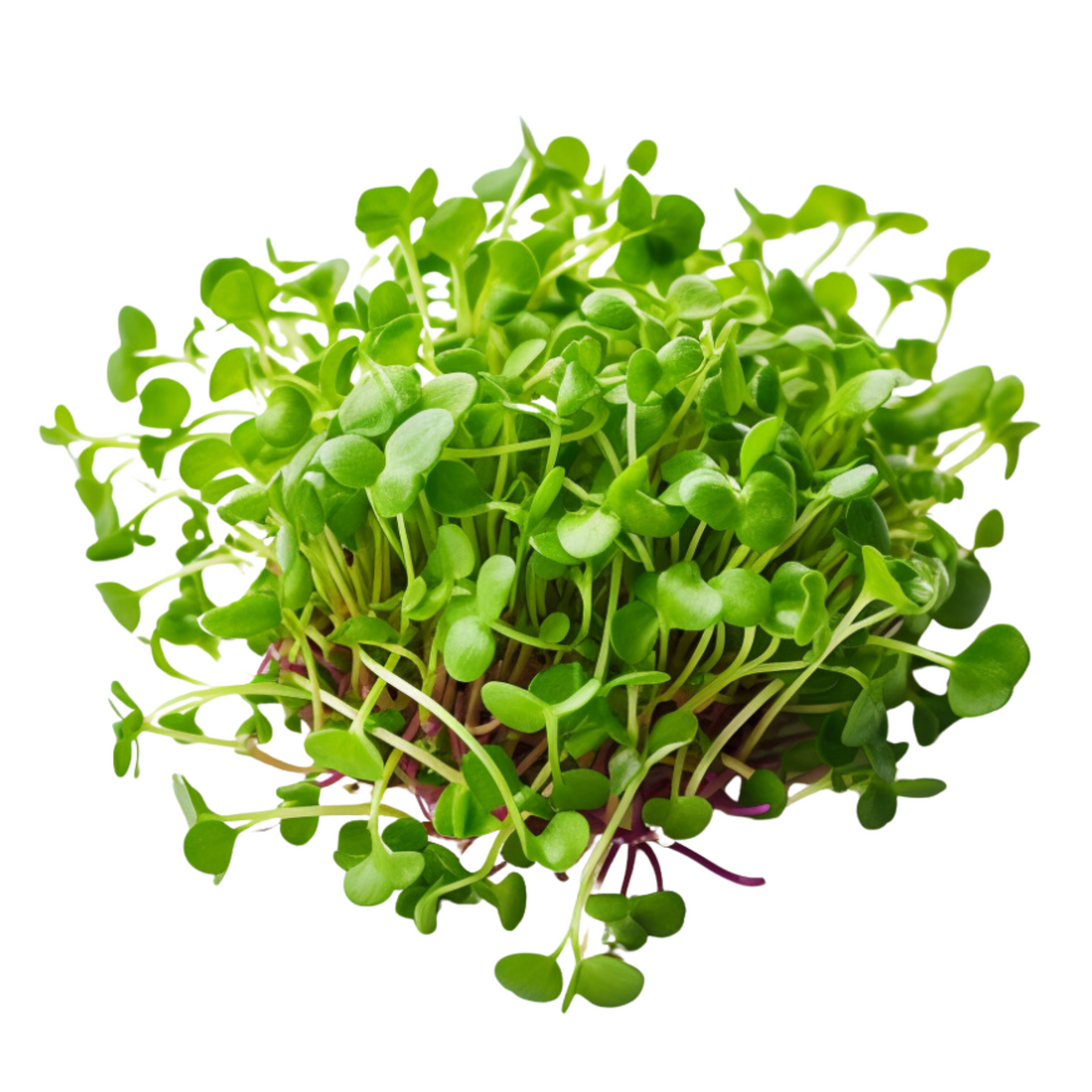Broccoli Microgreens Beybey बेबे Farms