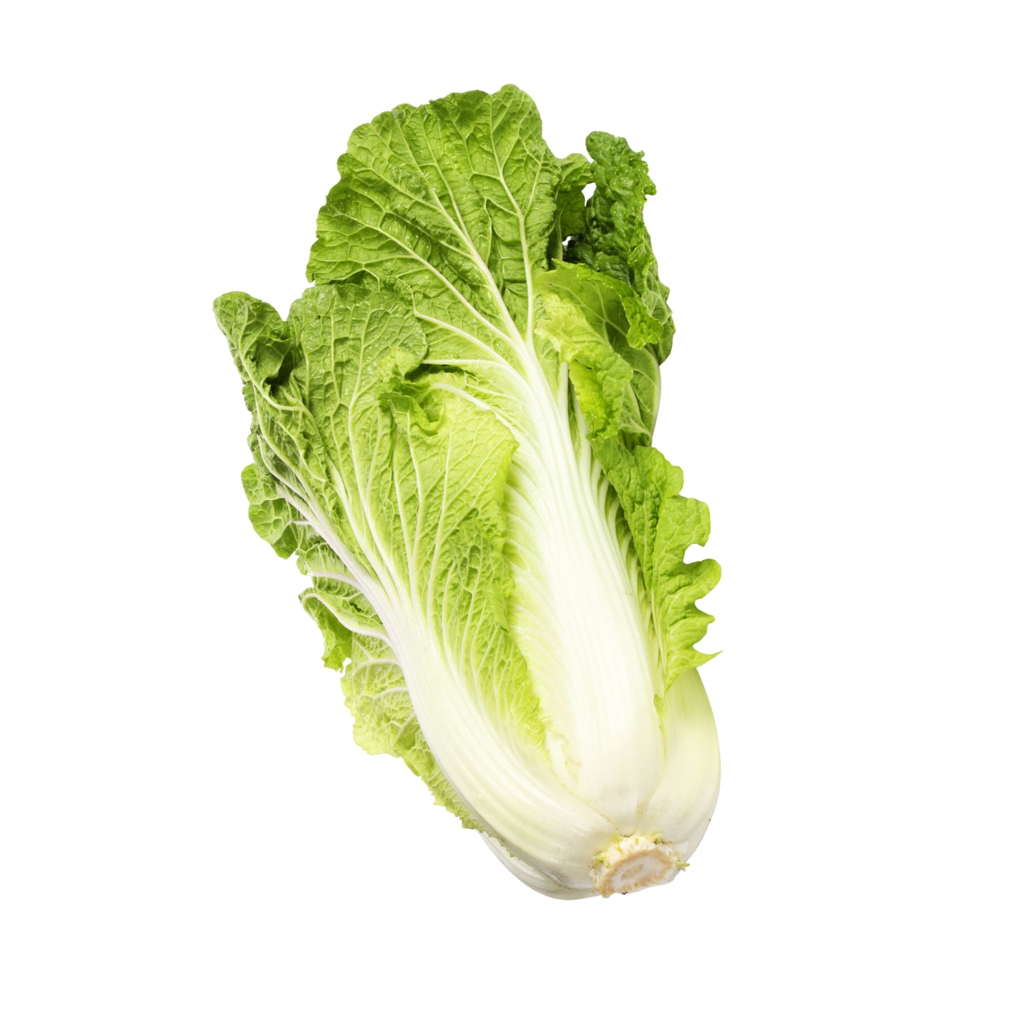 Chinese Cabbage