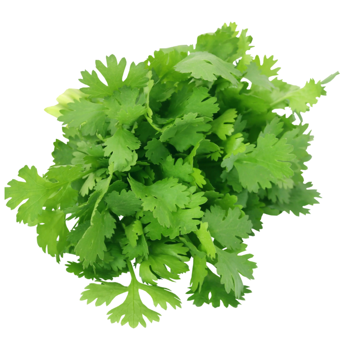 Coriander