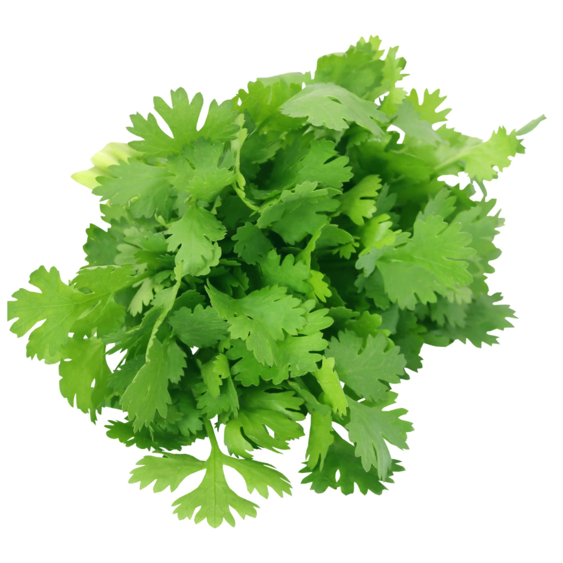 Coriander (धनिया) 