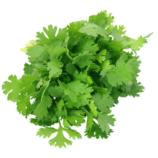 Coriander (धनिया) 