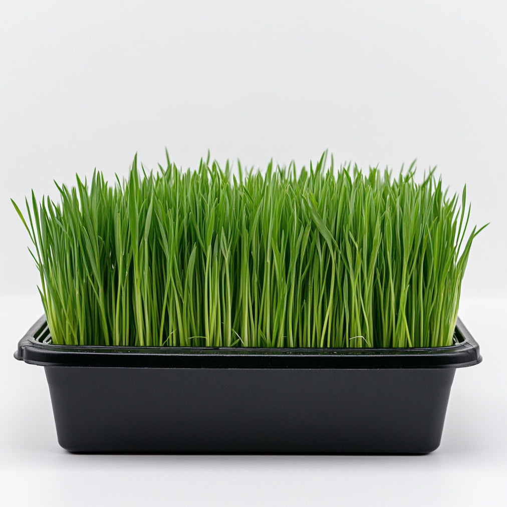 Wheatgrass
