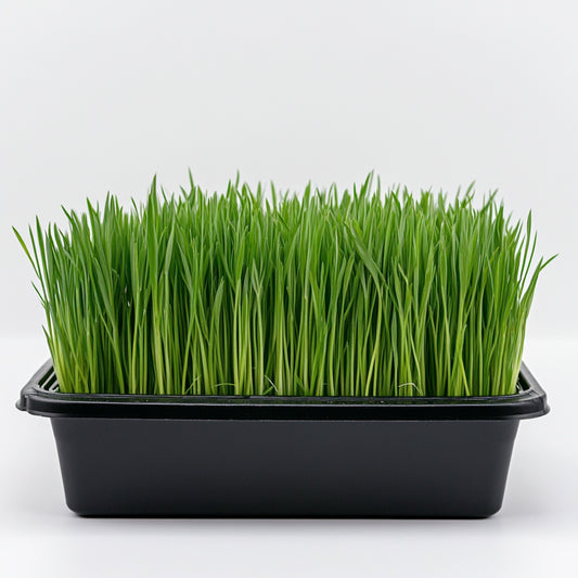 Wheatgrass