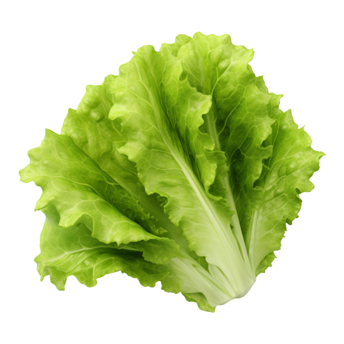 Lettuce Leaves
