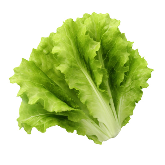 Lettuce Leaves 