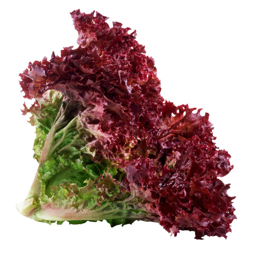 Lollo Rosso Lettuce (Red) 