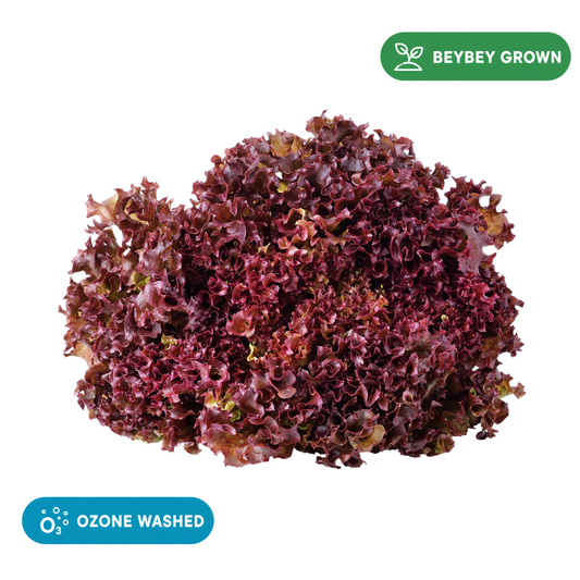 Lollo Rosso Lettuce