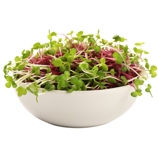 Spicy Microgreen Mix
