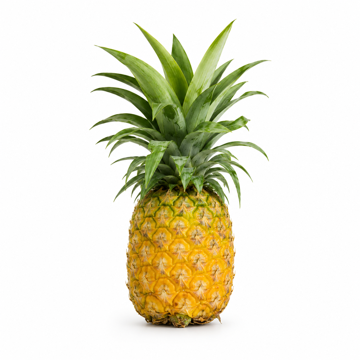 Fresh whole Nagaland Kew pineapple with green crown - Beybey Farms