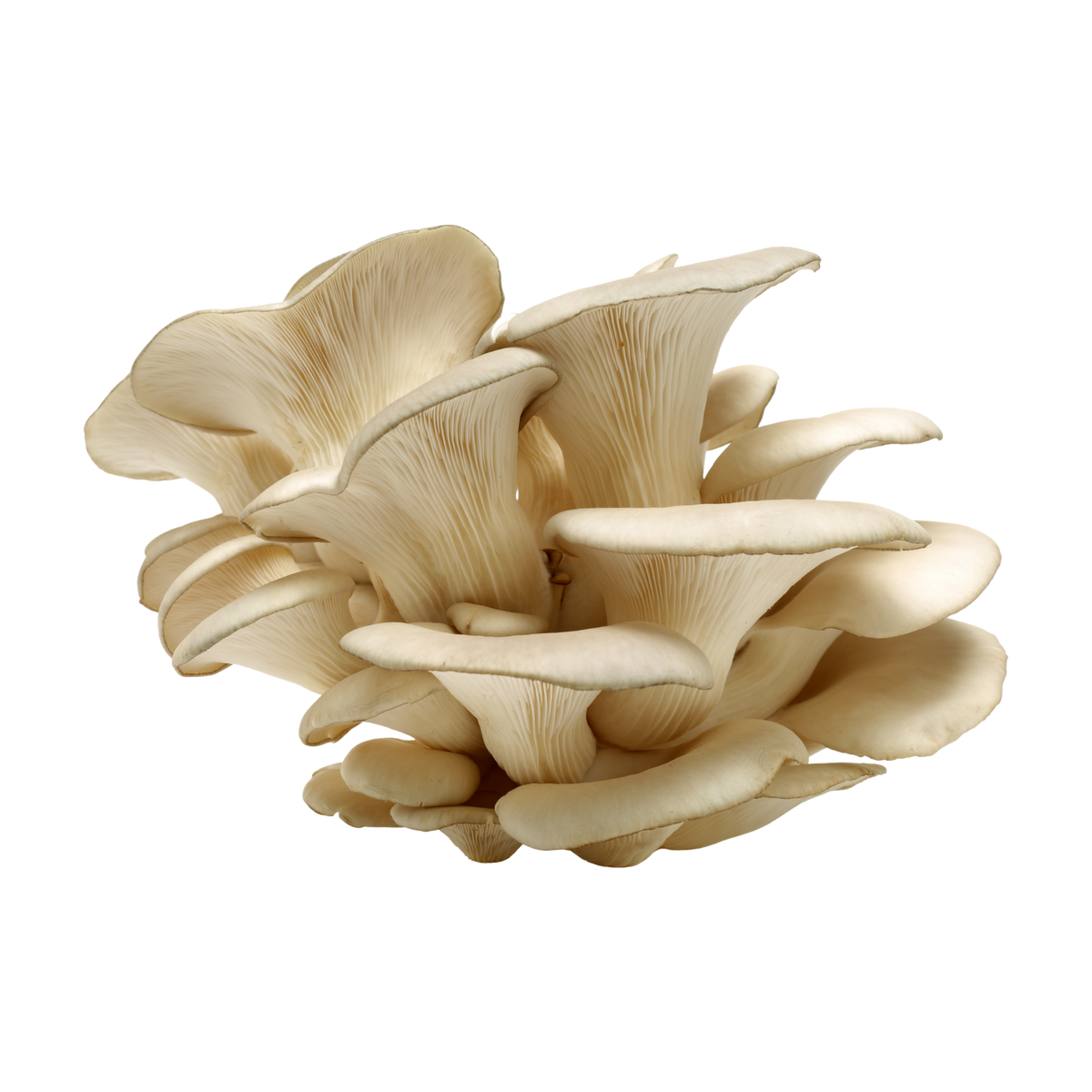 Fresh oyster mushrooms - Beybey Farms