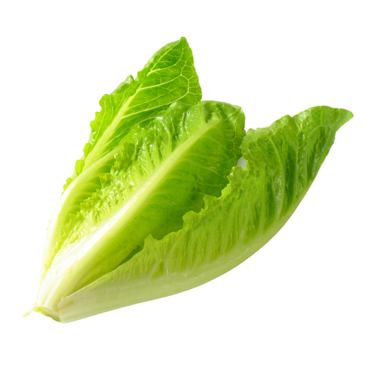 Romaine Lettuce