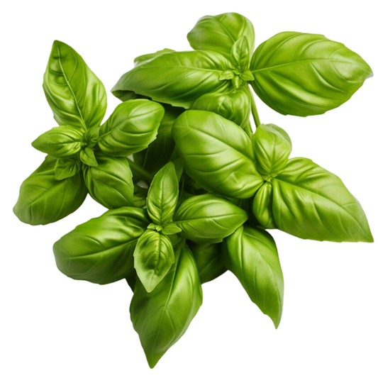 Sweet Basil
