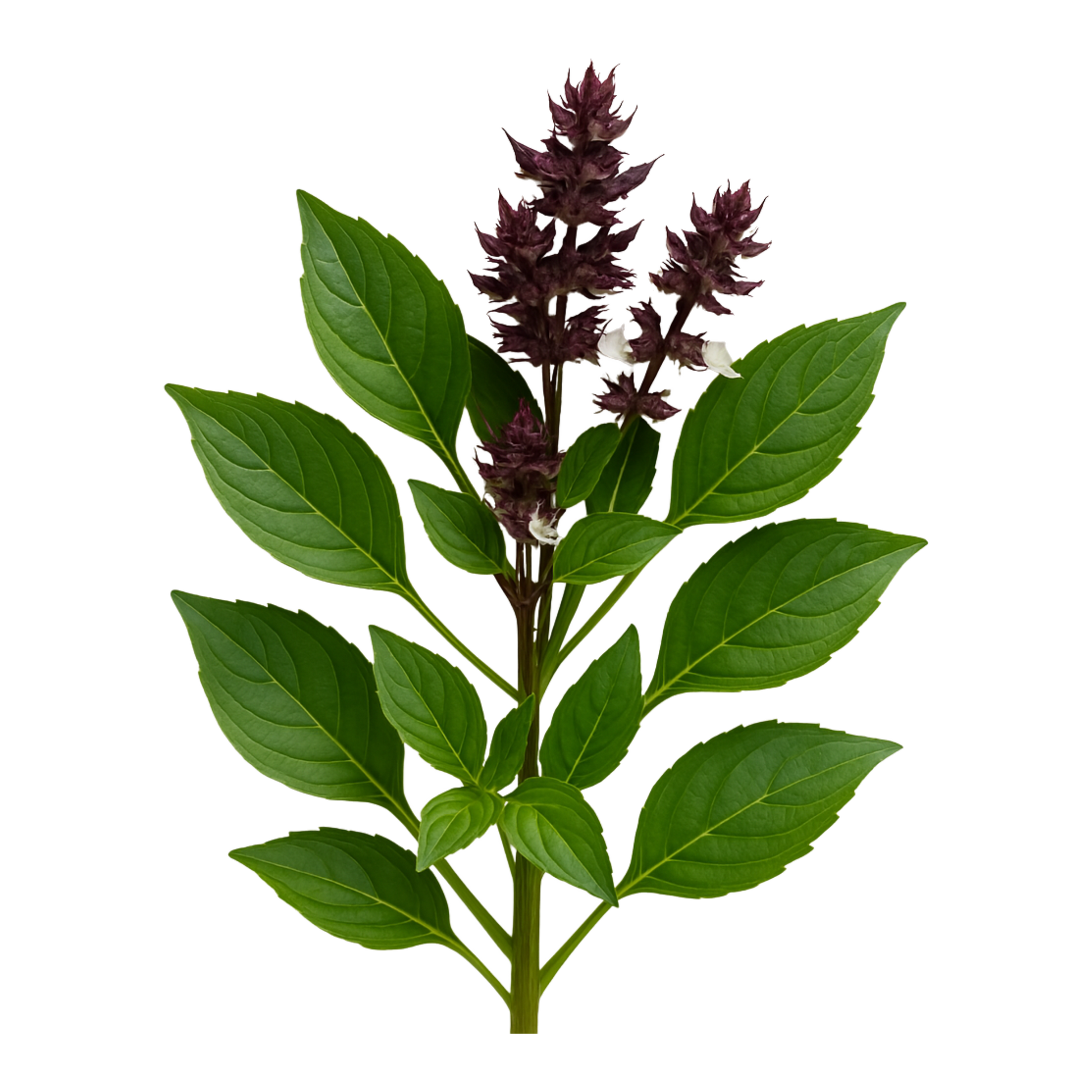 Thai Basil