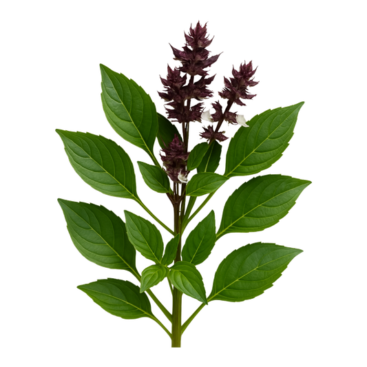 Thai Basil